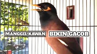 jalak nias manggil kawan pancingan jalak agar nyaut dan emosi jalak nias gacor