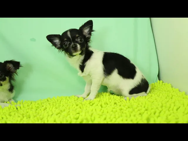 動画
