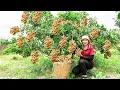 Download Lagu Harvesting longan , Spiny Cucumber to the market to sell  Lucia Daily Life