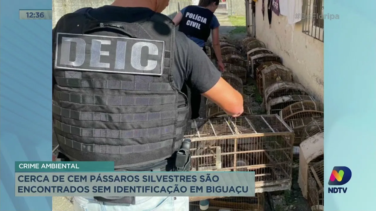 Cerca de cem pássaros silvestres são encontrados sem identificação em biguaçu