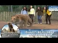 Shakti Jadi Harimau Demi Melindungi Temannya - 7 Manusia Harimau New Generation Eps 64 Part 1