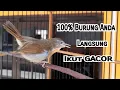 Download Lagu Jenggot Mini Gacor Konslet Cocok Untuk Masteran/Pancingan Burung Anda