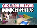 Download Lagu cara menjinakan burung pipit/emprit dengan mudah @masaricitayam9690