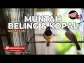 Download Lagu 🔴Masteran Viral Cucak Cungkok Masteran Juwara vs Cucak Jenggot Gacor Full Beset Jahit