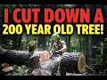 Precision Tree Climbing Live Taking Down Massive Leaning Tree