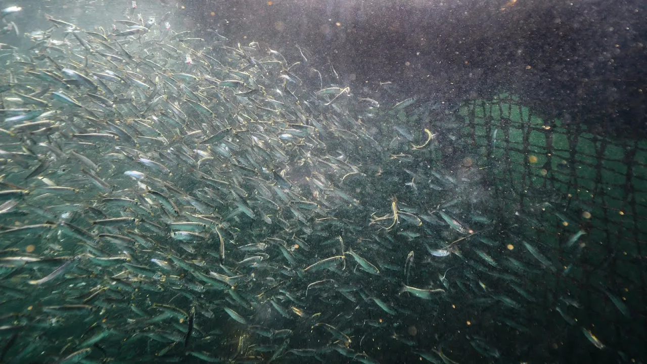 Fish Farms are Herring Farms