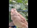 Download Lagu Canary Bird Singing Song 😍 Kenari Gacor 😍 #canary #shorts #kenari