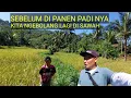Download Lagu SEBELUM DI PAEN KITA NGEBOLANG DULU DI SAWAH