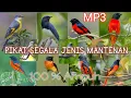 Download Lagu Mp3 Suara Pikat Untuk Semua Jenis Mantenan 💯 % Joss Ampuh Dapat Banyak‼️
