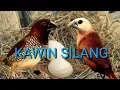Download Lagu Silangan burung emprit. | finch lokal | emprit haji x emprit peking | hybrid | burung unik |