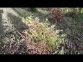 lemon thread false cypress update