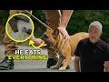 Lagu Why I Train Humans, Not Dogs | Better Human Better Dog | S03E03