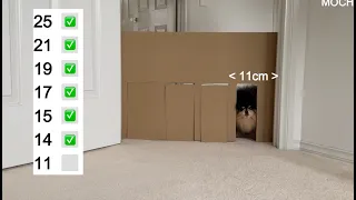 How Small of a Gap Can My Pomeranian Squeeze Through