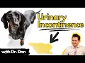 Urinary Incontinence in the dog How your veterinarian may treat your dog