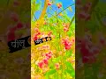 Download Lagu Pilu short video !! Whatsapp stutes.              #shorts  #subscribe #shortvideo #like #viral