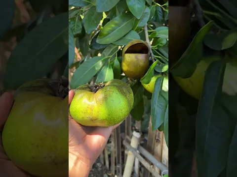 Black sapote gagal lagi #blacksapotegagal #gagalpanen #buah