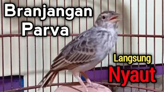 branjangan parva gacor tembakan mewah