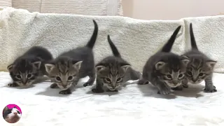 How kittens grow up from 0 day - 1 year old