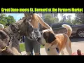Great Dane meets St Bernard - Magic at the Farmers Market