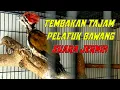 Lagu Masteran Pelatuk Bawang Gacor Nembak Panjang