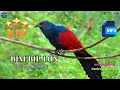 Download Lagu ✅Tiếng chim Bìm bịp gọi bầy chuẩn rõ không tạp âm 2025 | Greater Coucal sound call