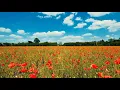 Poppy Field 4K Relaxing Nature Sounds Birds Singing Gentle Wind for Sleep Study Relaxation