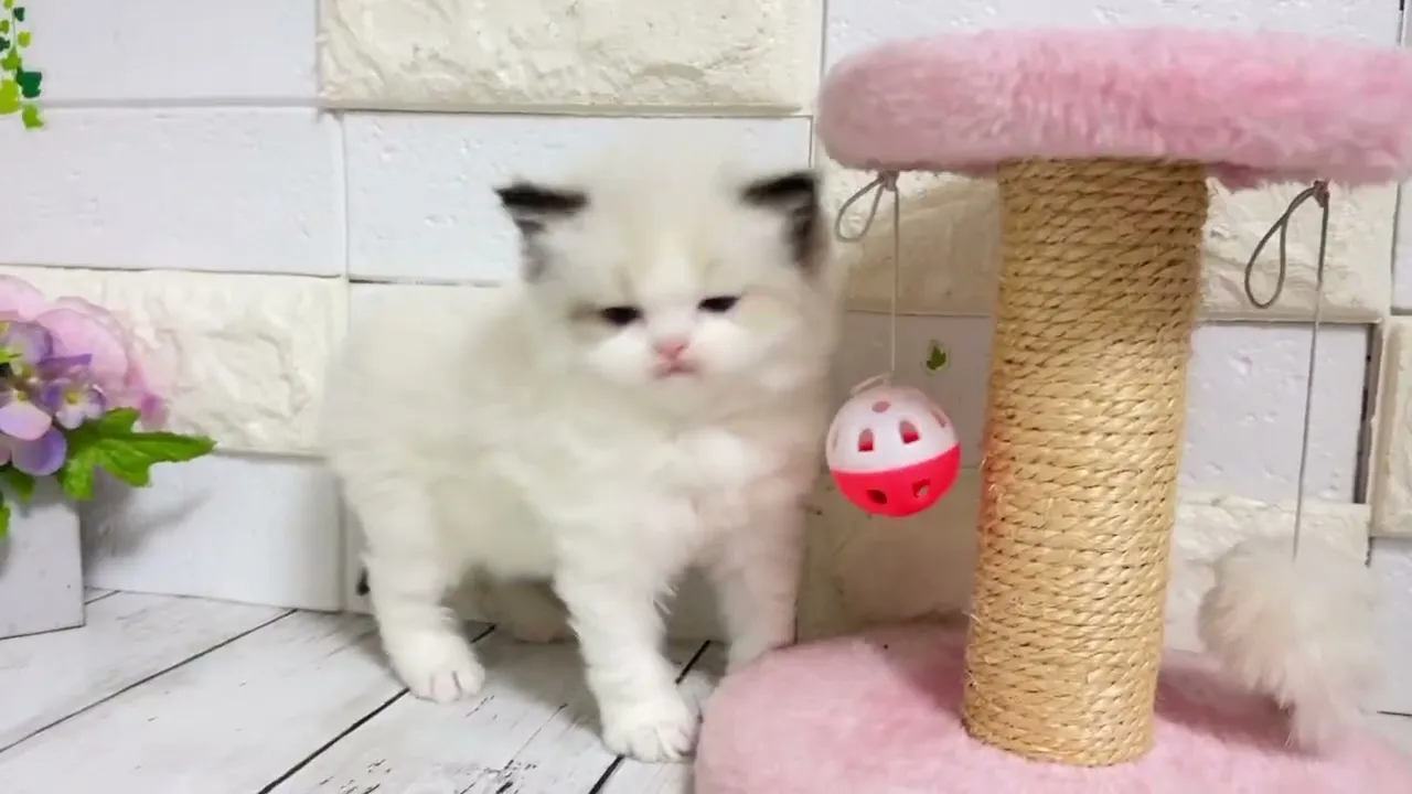 動画