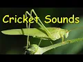 Cricket Sounds 3 different sounds