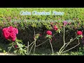 Calm Classical Piano | Calm and Peace