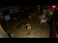 Indoor Live Goat Cam - Syman Says Farms