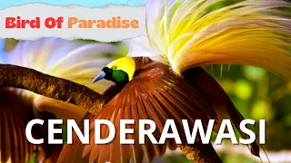 Download Keindahan Warna dan Merdunya Suara  Burung CENDERAWASIH (bird of paradise) MP3