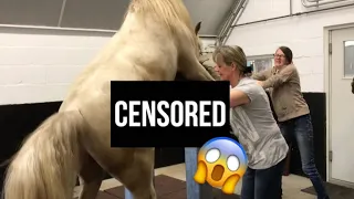 my stallion breeding for the first time 