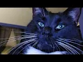 Gifts for Cats Helping you shop by showing you the things my cats love and hopefully yours will too