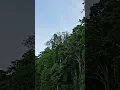 Download Lagu Suara Burung Kakatua di hutan Papua #burungkicau #viralvideo #viral #papua #papuabarat #hutantropis