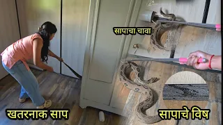 विषारी सापाने रूमच्या आत घातला गोंधळ 😱🐍सापाने जमिनीवर सोडलं विष😨सापाच्या आवाजाने घुमली संपूर्ण रूम!😱