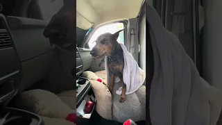 #fyp #dream #youtube #doberman #pets