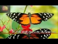 杨采妮-风中的蝴蝶 (Charlie Yeung-Feng Zhong De Hu Die)-Butterfly in The Wind- Lirik&Terjemahan