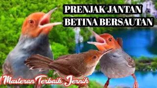 masteran prenjak jantan dan betina gacor dor 