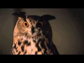 Just Listen to the Bird WGU Tennessee Sage the Night Owl Bedtime Commercial