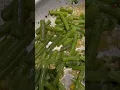 Download Lagu Deliciously Tangy: Garlic Lemon Green Bean Sauté with Aromatic Herbs!