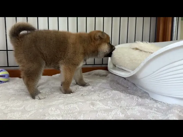 動画