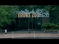 Bronx Zoo worker bitten by crocodile