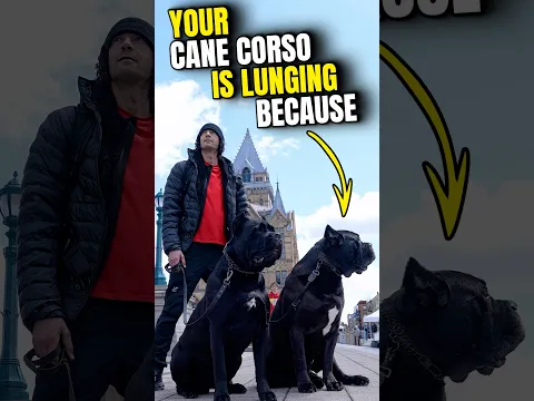 Why Your Cane Corso Is Lunging & Reactive #dog #canecorso #shorts