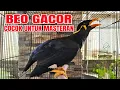 Download Lagu Burung beo gacor, cocok untuk masteran