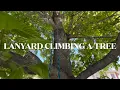 Lanyard tree climbing for Novice and Beginner Tree Climbers - Overview by Eric McGrew