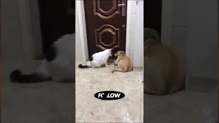 لما القط بتاعك يكون مسيطر Part 3230 لايك Cat Comedy Cute 