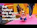 The Hottest Dog Show A Canine Beauty Pageant Swimsuit Competition