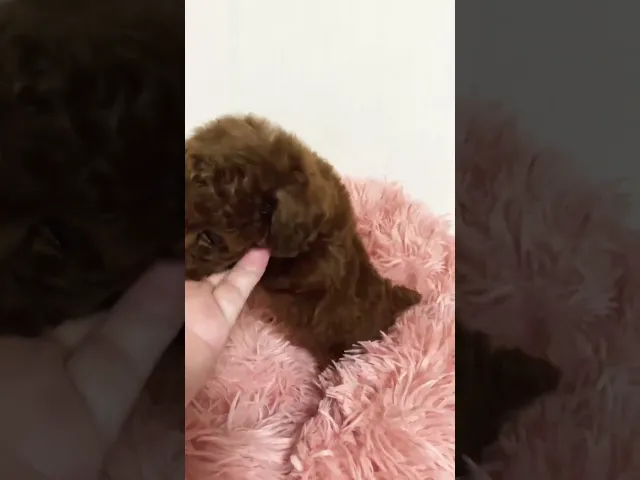 動画