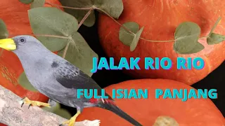 Download Jalak rio rio gacor dan teler isian panjang || untuk masteran MP3