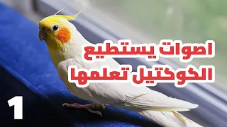 اصوات يستطيع  الكوكتيل تعلمها       التدريب على التغريد دندنها